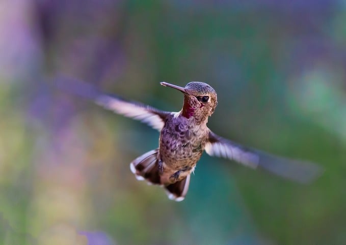 Tweet southern hummingbird zip